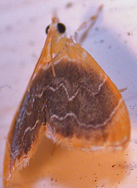 Black-patched Glaphyria